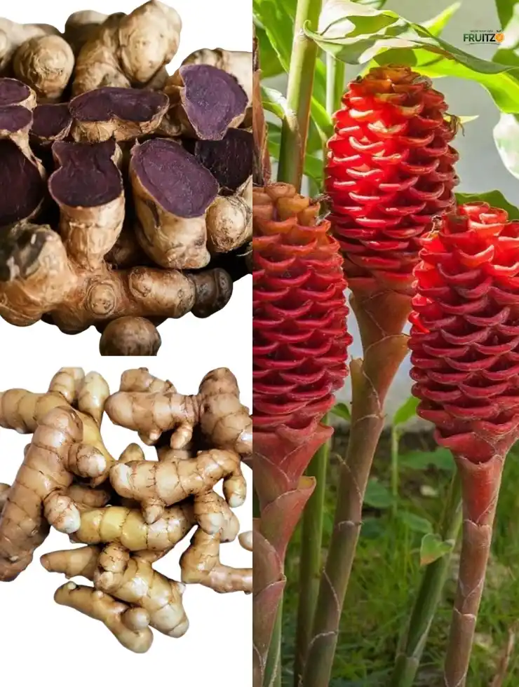 3 Unique Rare Mediational Ginger Combo For Terrace And Home Garden.png